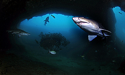 shark diving underwater photography in cathedral aliwal shoal copyright A woodburn